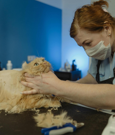 cat grooming services